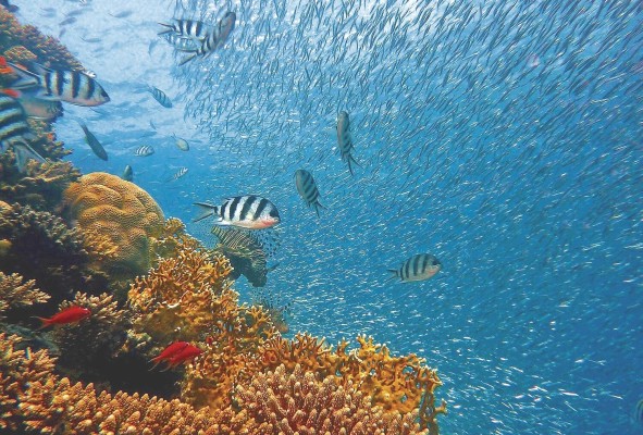Los océanos están en la línea frontal de la lucha por la conservación de la biodiversidad. Los océanos están en la línea frontal de la lucha por la conservación de la biodiversidad.