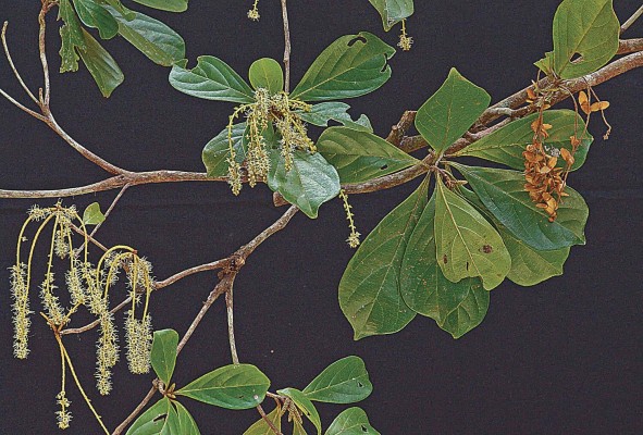 Árbol amarillo (Terminalia amazonia) Árbol amarillo (Terminalia amazonia)