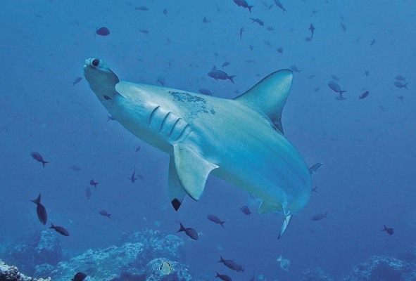 El tiburón martillo común o cornuda común (Sphyrna lewini) pertenece a la familia Sphyrnidae El tiburón martillo común o cornuda común (Sphyrna lewini) pertenece a la familia Sphyrnidae