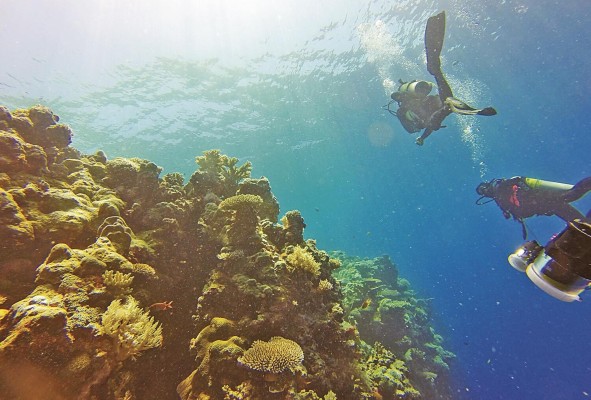 El buceo se ha convertido en una actividad muy extendida a tal punto que hoy es parte de los Juegos Olímpicos. El buceo se ha convertido en una actividad muy extendida a tal punto que hoy es parte de los Juegos Olímpicos.