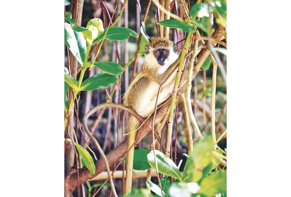 Los visitantes también pueden tener una experiencia cercana con la naturaleza. Los visitantes también pueden tener una experiencia cercana con la naturaleza.