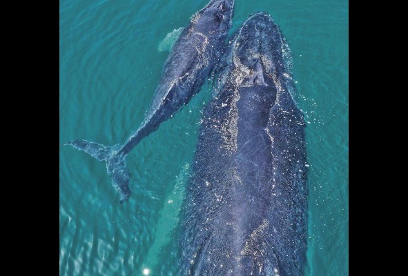Las ballenas se encuentran actualmente en la categoría de animales amenazados. Es necesario promover su preservación. Las ballenas se encuentran actualmente en la categoría de animales amenazados. Es necesario promover su preservación.