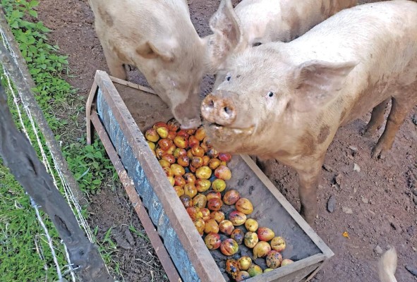 Cerdos criollos son alimentados con lo que la finca produce. Cerdos criollos son alimentados con lo que la finca produce.