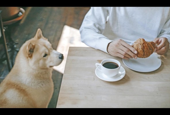 En Panamá, restaurantes, cafeterías y centros comerciales se suman a los sitios amigables con las mascotas. En Panamá, restaurantes, cafeterías y centros comerciales se suman a los sitios amigables con las mascotas.