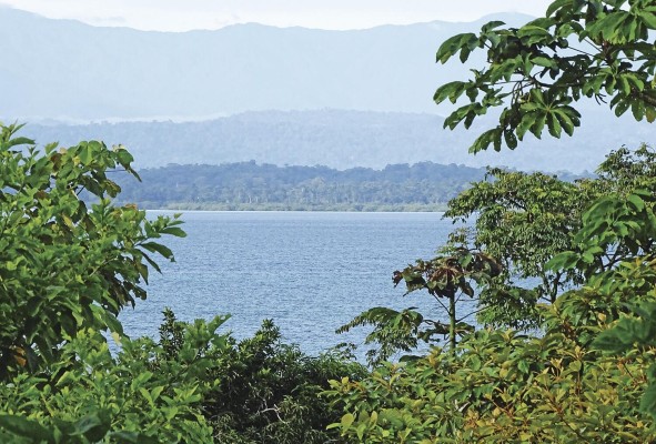 Es uno de los mejores lugares para hacer snorkeling y buceo con tanque en todo Bocas del Toro. Es uno de los mejores lugares para hacer snorkeling y buceo con tanque en todo Bocas del Toro.