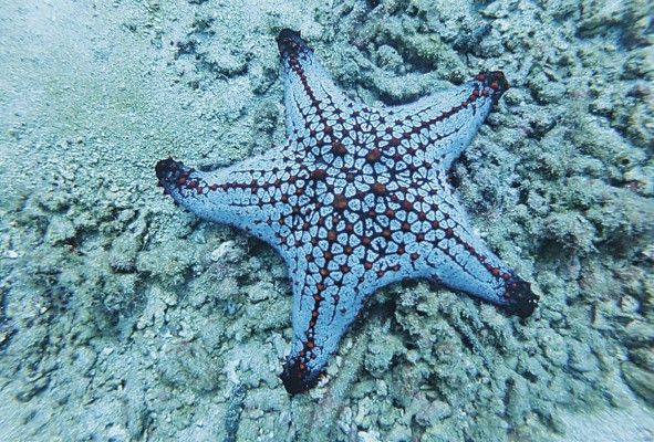 Los océanos son una de las principales reservas de biodiversidad en el mundo. Los océanos son una de las principales reservas de biodiversidad en el mundo.