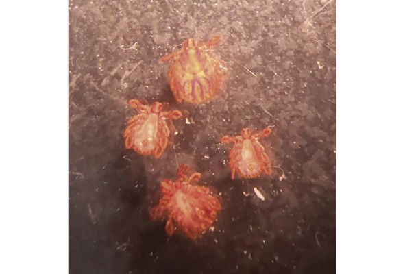 El investigador levanta un catálogo de garrapatas. El investigador levanta un catálogo de garrapatas.