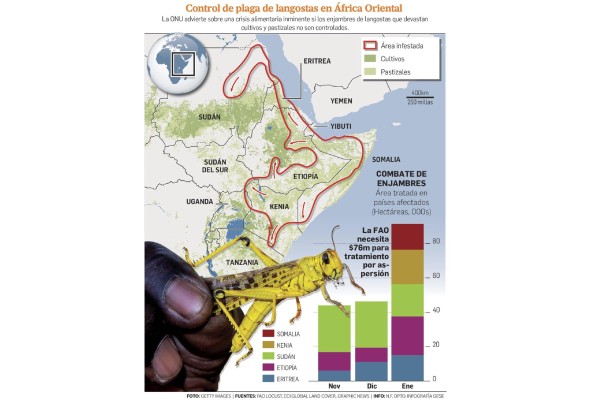 De proporción apocalíptica, la plaga de langosta que asola África De proporción apocalíptica, la plaga de langosta que asola África