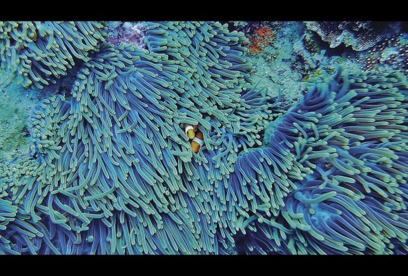 De hecho, todos los seres humanos dependen de los ecosistemas de los arrecifes de coral. De hecho, todos los seres humanos dependen de los ecosistemas de los arrecifes de coral.