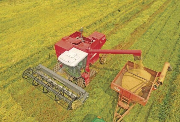 Los productores de arroz necesitan los recursos económicos adeudados para asegurar la cosecha del próximo año. Los productores de arroz necesitan los recursos económicos adeudados para asegurar la cosecha del próximo año.