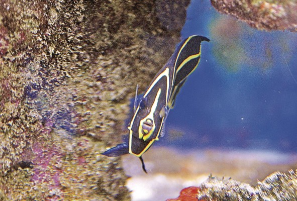 Uno de los objetivos del libro es que las personas conozcan sobre la diversidad de peces que habitan los ríos de Panamá. Uno de los objetivos del libro es que las personas conozcan sobre la diversidad de peces que habitan los ríos de Panamá.