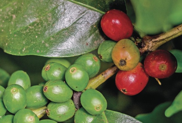 Alto Lino ofrece un blend de variedades caturra y catuai Alto Lino ofrece un blend de variedades caturra y catuai