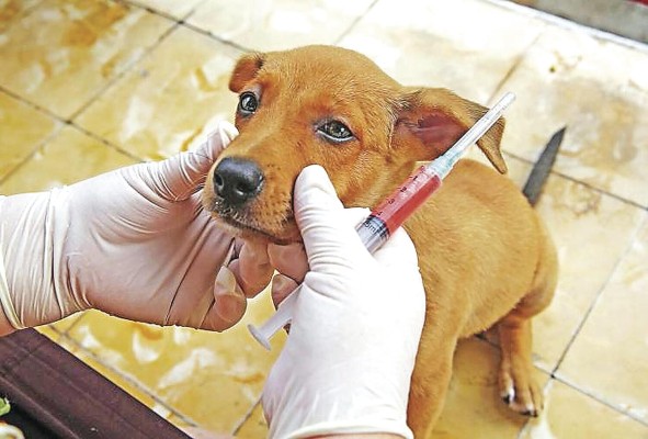 En Panamá, el número de perros y gatos que viven en las calles aumenta cada año. En Panamá, el número de perros y gatos que viven en las calles aumenta cada año.