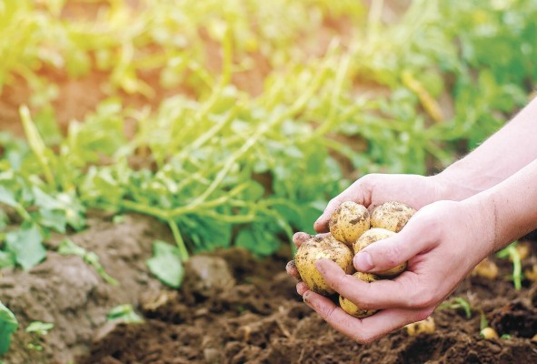 El índice de precios de la FAO se disparó hasta su nivel más alto en una década, según las cifras publicadas este jueves por el brazo de Naciones Unidas para cuestiones agrarias. El índice de precios de la FAO se disparó hasta su nivel más alto en una década, según las cifras publicadas este jueves por el brazo de Naciones Unidas para cuestiones agrarias.