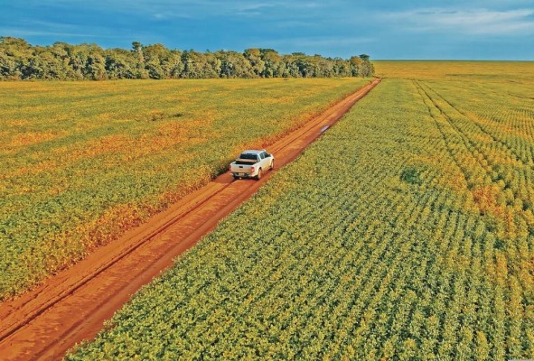 Un campo con cultivos de soja. Un campo con cultivos de soja.