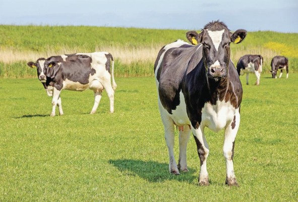 Las carnes, los productos lácteos y los huevos mostraron una pérdida media estimada de 16 millones de toneladas al año. Las carnes, los productos lácteos y los huevos mostraron una pérdida media estimada de 16 millones de toneladas al año.