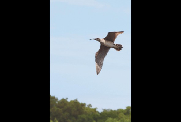En la bahía de Parita se han podido censar más de 14 mil individuos de aves. En la bahía de Parita se han podido censar más de 14 mil individuos de aves.