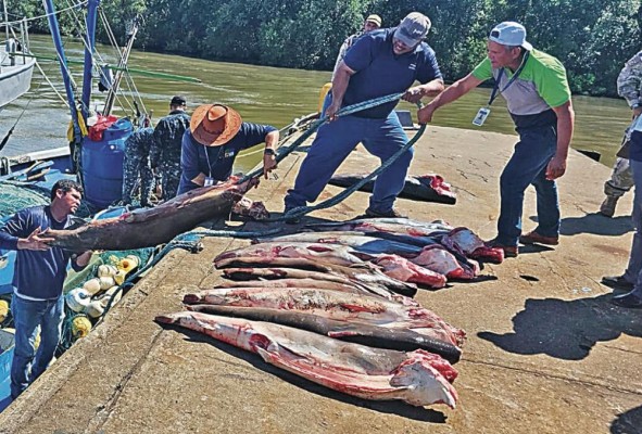 La carga incautada incluyó más de 226 unidades de tiburones, peces vela, marlín, dorado, bonito, así como 602 aletas de tiburón y una tortuga. La carga incautada incluyó más de 226 unidades de tiburones, peces vela, marlín, dorado, bonito, así como 602 aletas de tiburón y una tortuga.