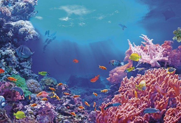 Panamá cuenta con un aproximado de 300 especies de corales duros y blandos. Panamá cuenta con un aproximado de 300 especies de corales duros y blandos.