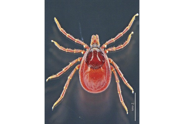 En la imagen, una 'Ixodes tapirus' hembra. En la imagen, una 'Ixodes tapirus' hembra.