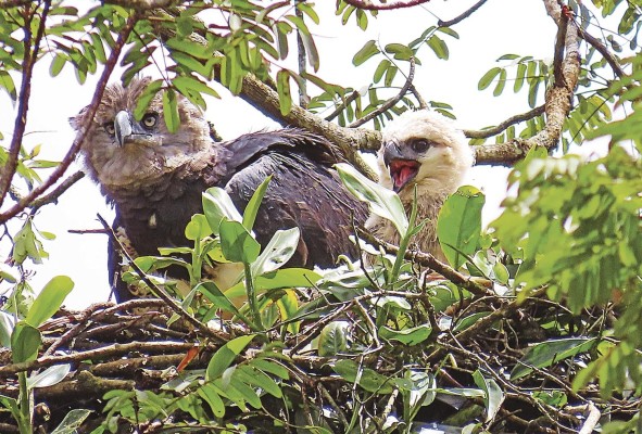 46 nidos de Águila Harpía son monitoreados en el área de Donoso y la provincia de Darién. 46 nidos de Águila Harpía son monitoreados en el área de Donoso y la provincia de Darién.