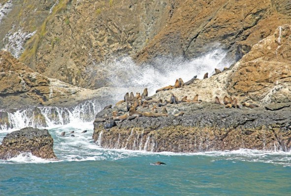 Una manada de leones marinos disfrutando de las olas del mar entre las pequeñas islas. Una manada de leones marinos disfrutando de las olas del mar entre las pequeñas islas.