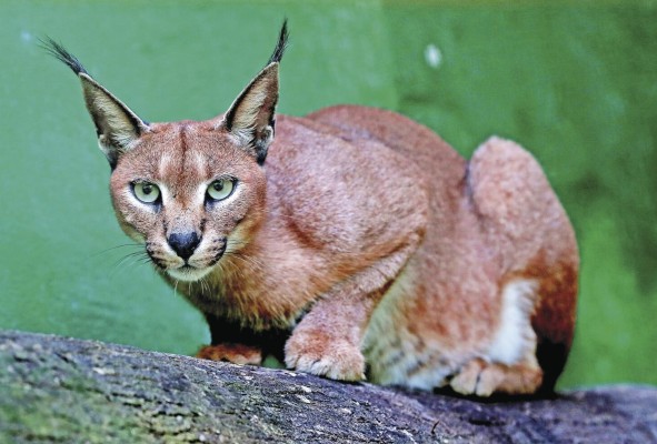 El caracal de Sudáfrica puede dar saltos de hasta tres metros de altura. El caracal de Sudáfrica puede dar saltos de hasta tres metros de altura.