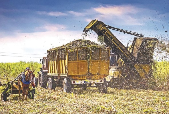Un tractor recoge la caña de azúcar durante la zafra del Central Azucarero Antonio Sánchez Un tractor recoge la caña de azúcar durante la zafra del Central Azucarero Antonio Sánchez