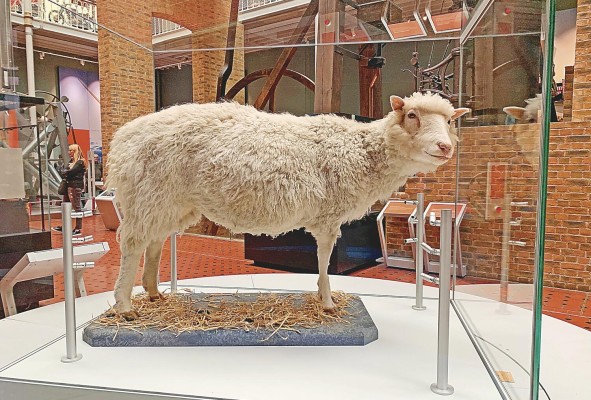La oveja 'Dolly' nació en el año 1996 gracias al método de clonación conocido como transferencia nuclear celular. La oveja 'Dolly' nació en el año 1996 gracias al método de clonación conocido como transferencia nuclear celular.