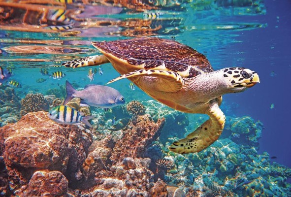 Entre las especies acuáticas afectadas se encuentran las tortugas marinas, las medusas, los corales y los crustáceos Entre las especies acuáticas afectadas se encuentran las tortugas marinas, las medusas, los corales y los crustáceos