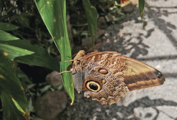 El mariposario es uno de los sitios más contemplados por su belleza. El mariposario es uno de los sitios más contemplados por su belleza.