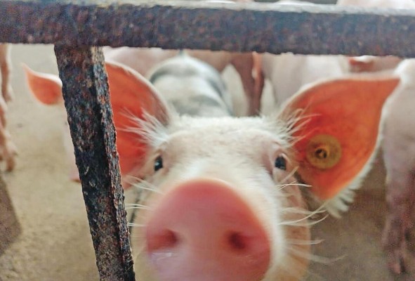 La peste porcina africana puede tener un altísimo impacto en la producción porcina y la producción de carne porcina en los países. La peste porcina africana puede tener un altísimo impacto en la producción porcina y la producción de carne porcina en los países.
