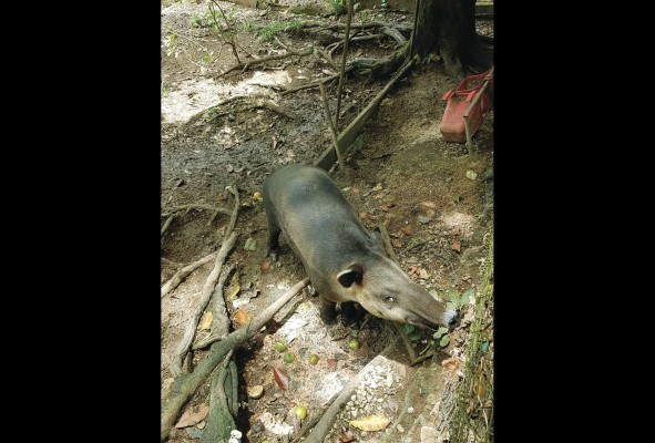 Los zoocriaderos brindan un importante mensaje sobre el valor de la fauna. Los zoocriaderos brindan un importante mensaje sobre el valor de la fauna.