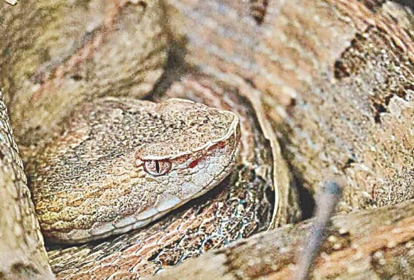 'Porthidium lansbergii' (patoca), especie de importancia médica en Panamá. 'Porthidium lansbergii' (patoca), especie de importancia médica en Panamá.