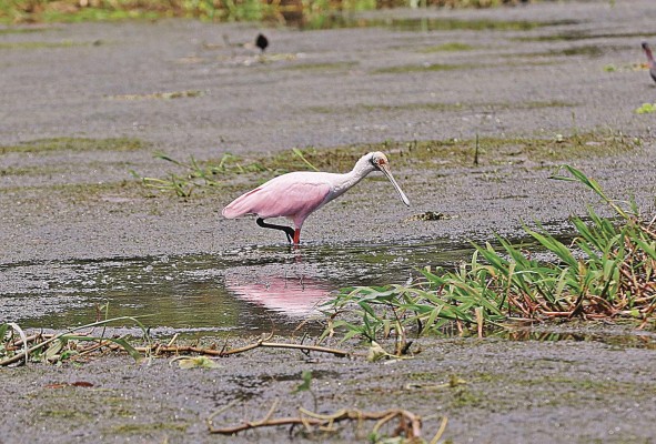 En el canal de Soropta se pueden encontrar manatíes, perezosos, y varias especies de aves. En el canal de Soropta se pueden encontrar manatíes, perezosos, y varias especies de aves.