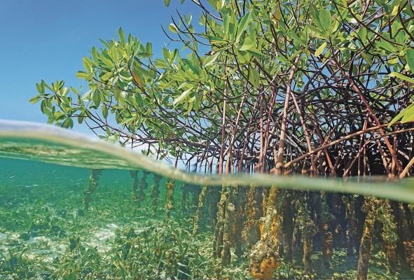 Los manglares son fuente de ecoturismo y criaderos de peces comerciales. Los manglares son fuente de ecoturismo y criaderos de peces comerciales.