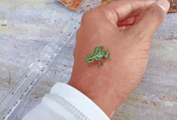 Proyectos para conservar a las tortugas verdes y a una rana endémica Proyectos para conservar a las tortugas verdes y a una rana endémica