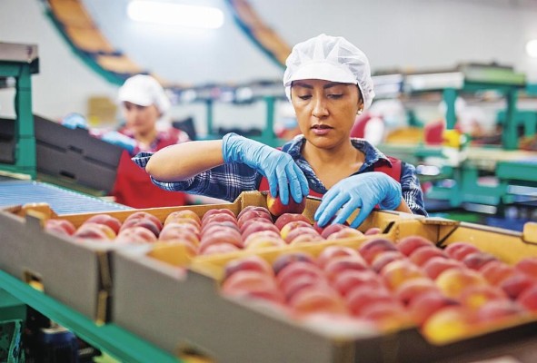 En Panamá la distribución y procesamiento de alimentos son actividades dominadas por mujeres. En Panamá la distribución y procesamiento de alimentos son actividades dominadas por mujeres.