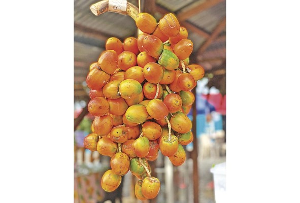 Esta planta representa una fuente importante de alimento para la familia rural panameña Esta planta representa una fuente importante de alimento para la familia rural panameña