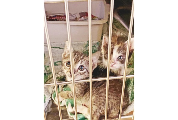 Panamá no tiene albergues donde los animales puedan ser internados para su adopción. Panamá no tiene albergues donde los animales puedan ser internados para su adopción.