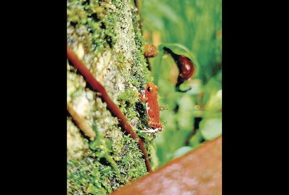 Las ranas rojas, son algunas de las especies que logrará ver durante la visita al sitio. Las ranas rojas, son algunas de las especies que logrará ver durante la visita al sitio.