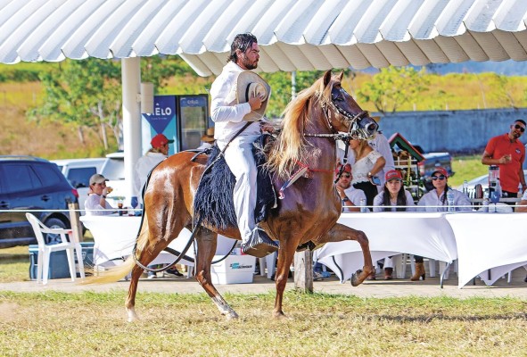 El Caballo de Paso Peruano se considerada como uno de los caballos de silla más suaves del mundo por su hermoso andar de paso llano y gateado. El Caballo de Paso Peruano se considerada como uno de los caballos de silla más suaves del mundo por su hermoso andar de paso llano y gateado.