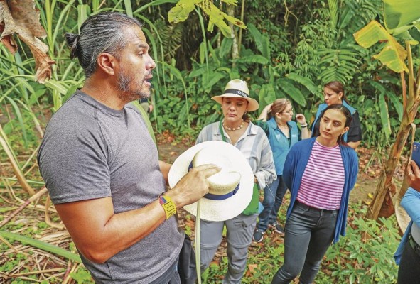 Nos mostraron la planta y el proceso de confección del sombrero de hoja de toquilla. Nos mostraron la planta y el proceso de confección del sombrero de hoja de toquilla.