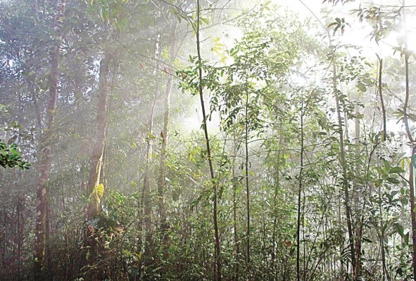 Los bosques panameños son los grandes pulmones del país ya que atrapan la mayor cantidad de dióxido de carbono (Co2). Los bosques panameños son los grandes pulmones del país ya que atrapan la mayor cantidad de dióxido de carbono (Co2).