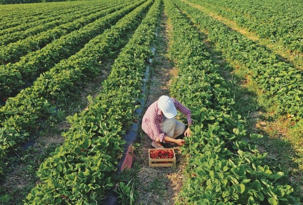 Las investigaciones del Idiap giran entorno a los rubros como el arroz, maíz, poroto, papas, camote, por mencionar algunos. Las investigaciones del Idiap giran entorno a los rubros como el arroz, maíz, poroto, papas, camote, por mencionar algunos.