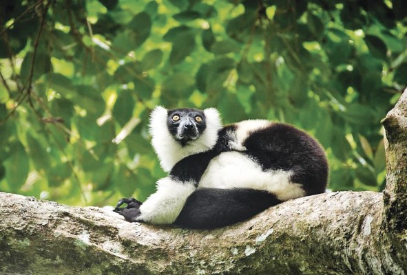 Gran parte de los animales en peligro de extición en Madagascar son endémicos. Gran parte de los animales en peligro de extición en Madagascar son endémicos.