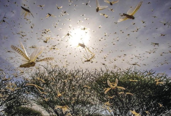 De proporción apocalíptica, la plaga de langosta que asola África De proporción apocalíptica, la plaga de langosta que asola África