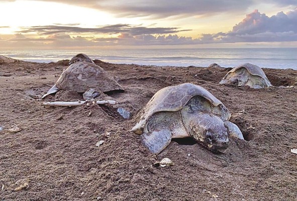 En Panamá se creó el decreto ejecutivo 5 del 1 de febrero de 2017 para prevenir la explotación de la tortuga carey. En Panamá se creó el decreto ejecutivo 5 del 1 de febrero de 2017 para prevenir la explotación de la tortuga carey.