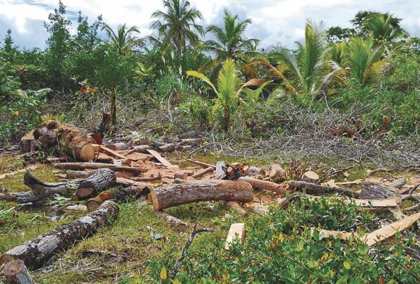 La deforestación altera el ciclo del agua y modifica el clima global. La deforestación altera el ciclo del agua y modifica el clima global.