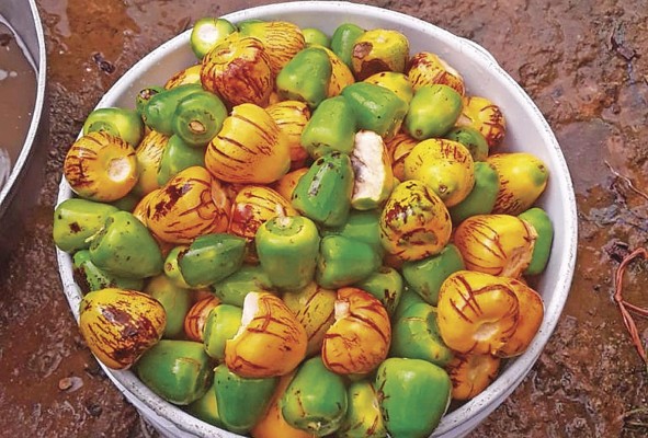 El fruto nace de una palma perteneciente a la familia de las arecáceas y puede alcanzar hasta 20 metros de altura. El fruto nace de una palma perteneciente a la familia de las arecáceas y puede alcanzar hasta 20 metros de altura.